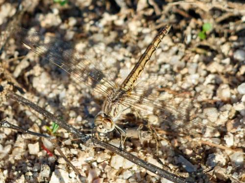 Brachythemis impartita